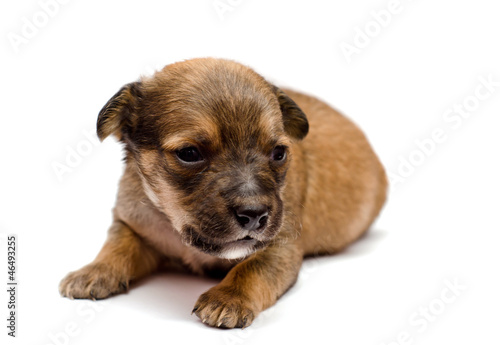 Dachshund puppy on white background