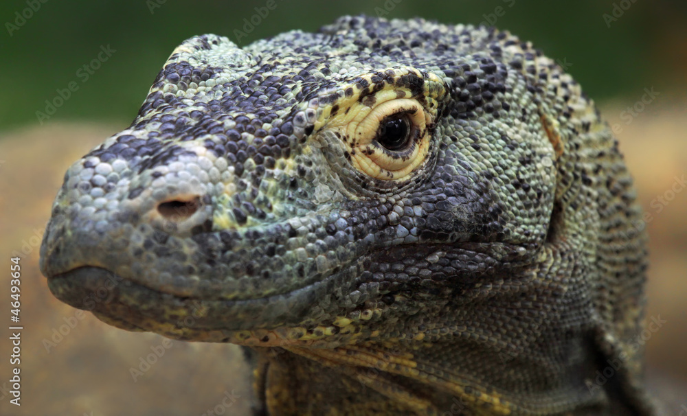 Portrait Komodowaran (Varanus komodoensis) Portrait Komodowaran (Varanus komodoensis)