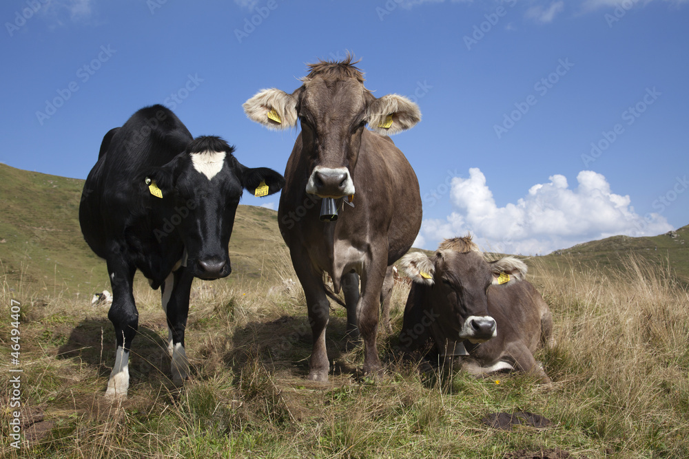 Three Swiss cows on the grass