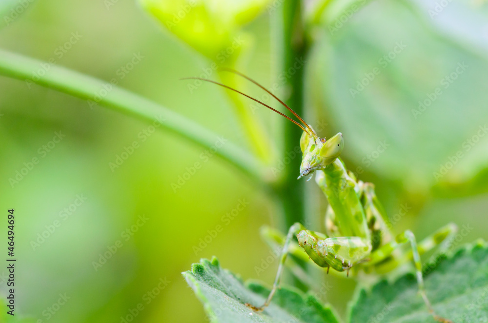 Jeweled flower mantis also called Indian flower mantis