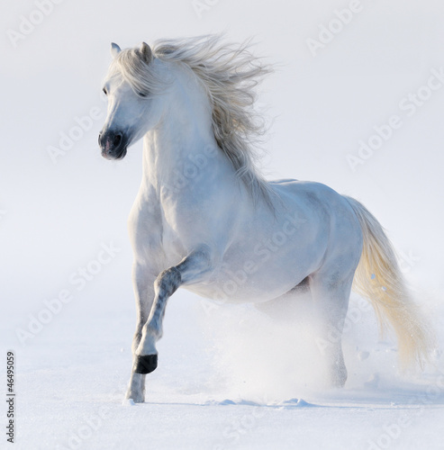 Galloping snow-white horse