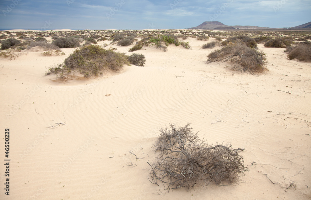 Obraz premium Fuerteventura, Corralejo sand dunes