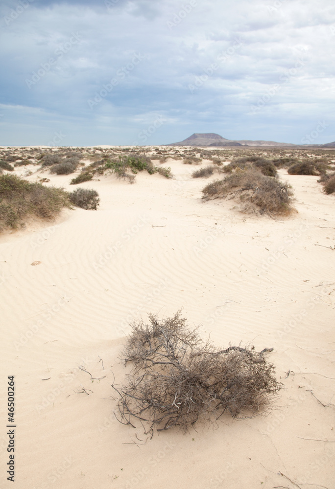 Obraz premium Fuerteventura, Corralejo sand dunes