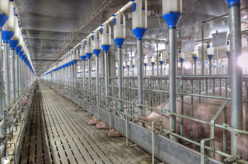 pork plant photo