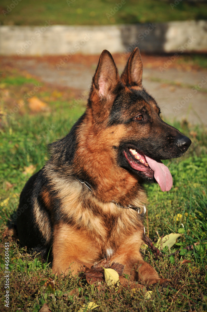 German Shepherd sitting on the green grass