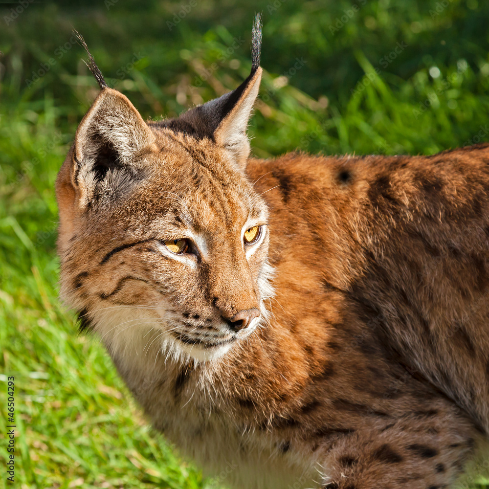 Obraz premium Eurasian Lynx Looking Over Shoulder