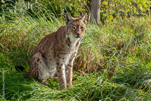 Eurasian Lynx Sitting in Long Grass © Sarah Cheriton-Jones