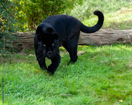 Angry Black Jaguar Stalking Forward