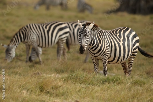 Zebre