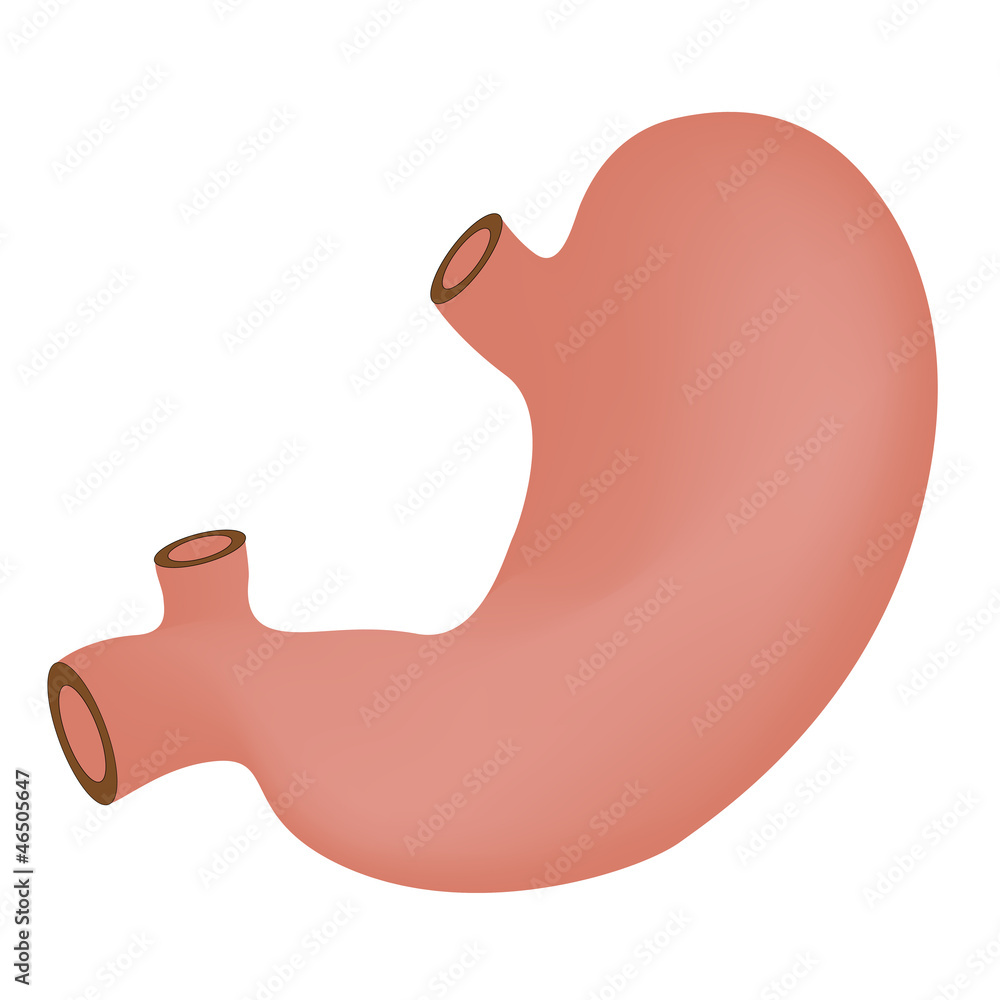 stomach stomach