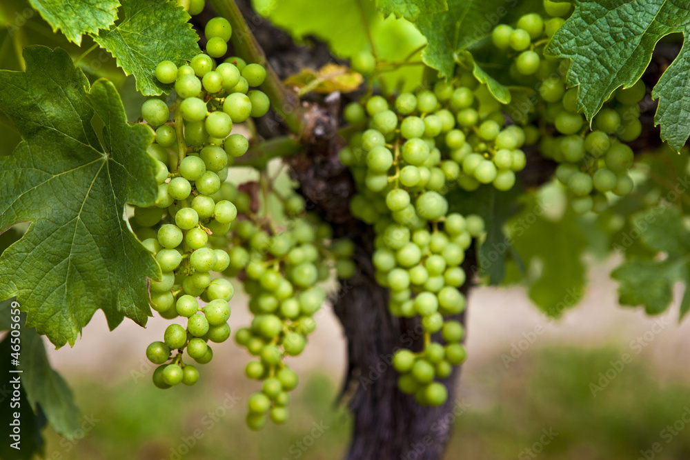 Raisin, vigne, vin, vignoble, vendange, Bordeaux, culture
