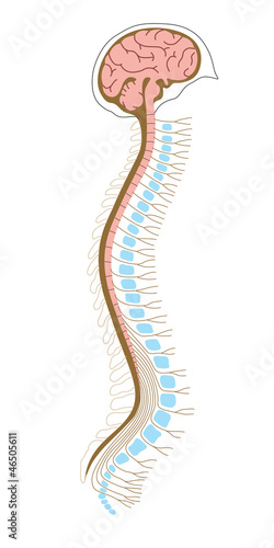 human brian with spinal cord and spinal column