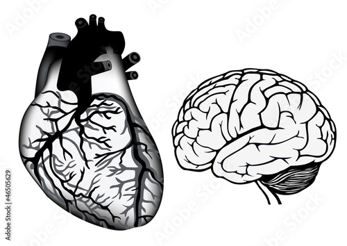 human heart and brain in black and white color