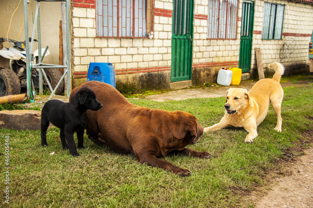 Three different colored Labradors playing together