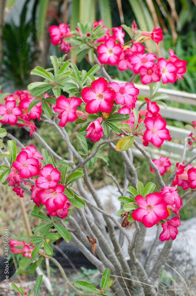 Desert rose flowers