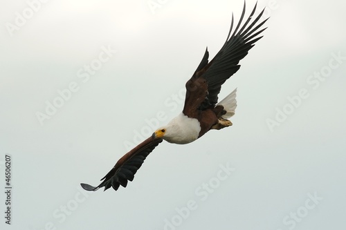 Aquila pescatrice in volo photo