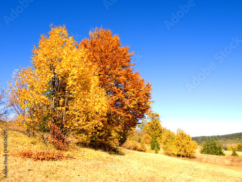 colorful forest