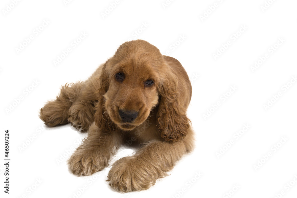 puppy a cocker - a spaniel