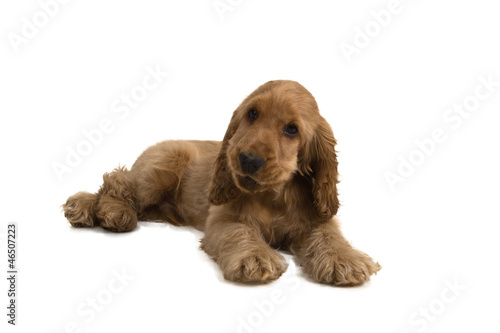 puppy a cocker - a spaniel