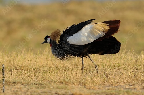 Wallpaper Mural Gru coronata Torontodigital.ca