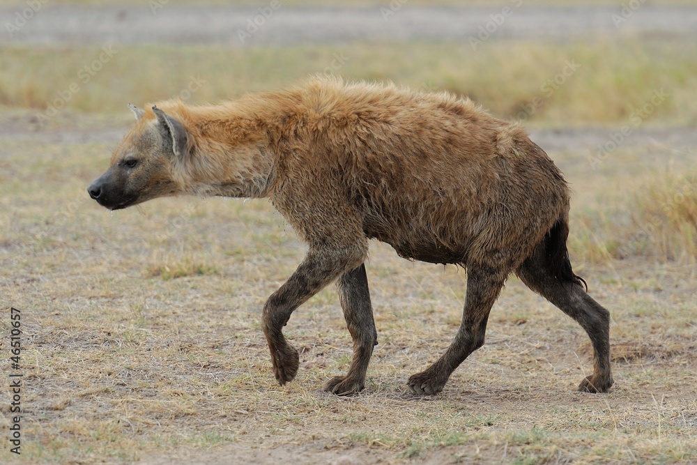 Fototapeta premium Iena maculata