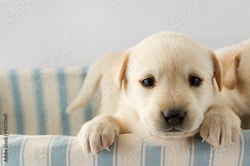 Puppy in basket - portrait of cute labrador puppy