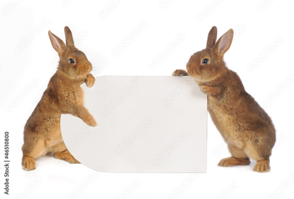 Naklejka premium Rabbit