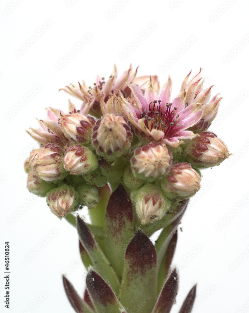 Hauswurz, Dachwurz, Sempervivum tectorum Hauswurz, Dachwurz, Sempervivum tectorum
