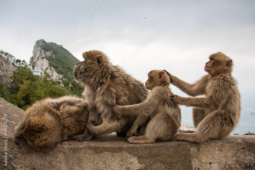 Apes of Gibraltar Apes of Gibraltar