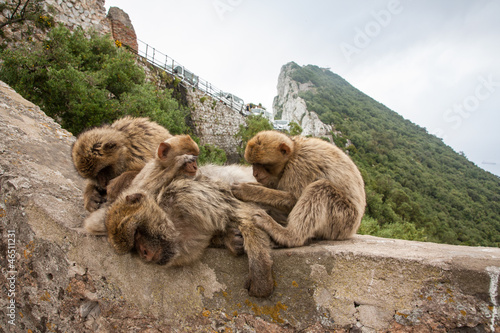Apes of Gibraltar