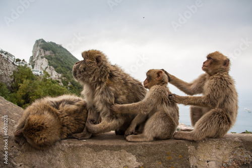 Apes of Gibraltar © JayJay