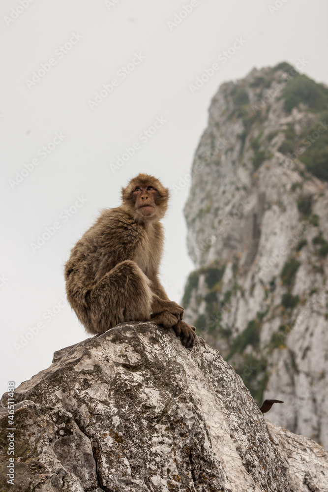 Ape of Gibraltar