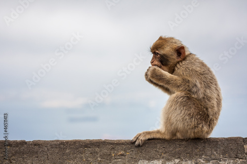 Ape of Gibraltar © JayJay