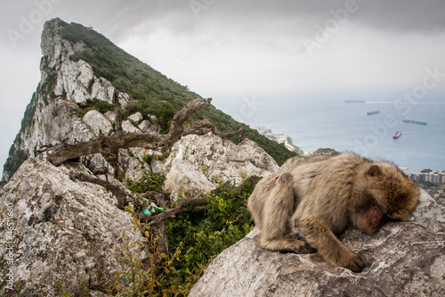 Ape of Gibraltar