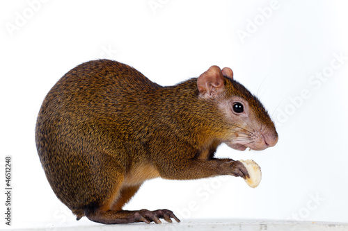 Foto Central American agouti (Dasyprocta punctata)