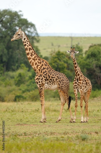 Fototapeta Naklejka Na Ścianę i Meble -  Giraffa e giraffino