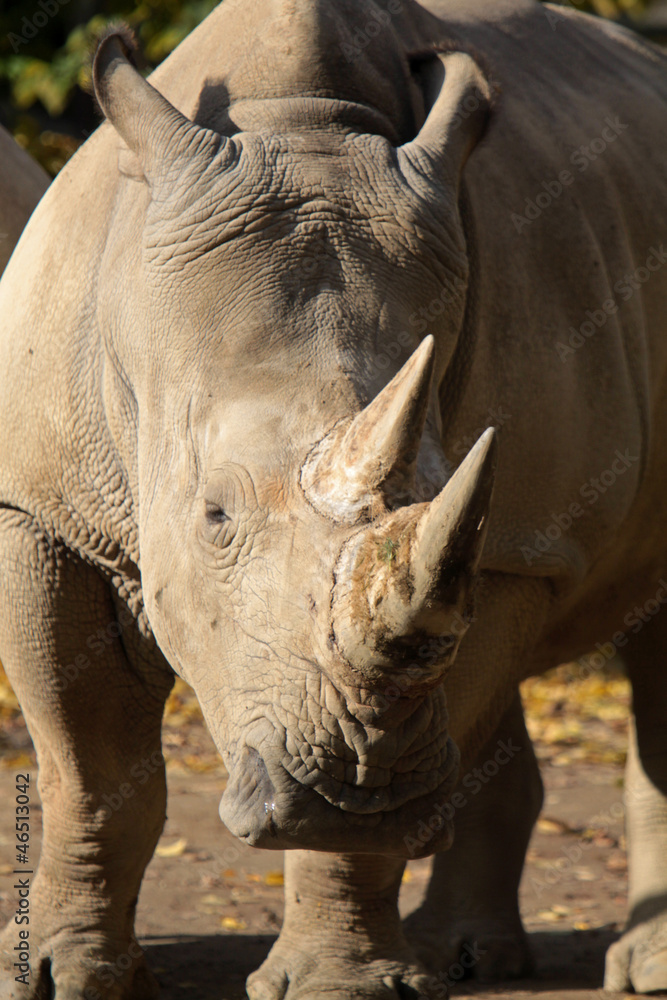 Obraz premium Breitmaulnashorn