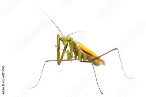 Praying mantis © iava777