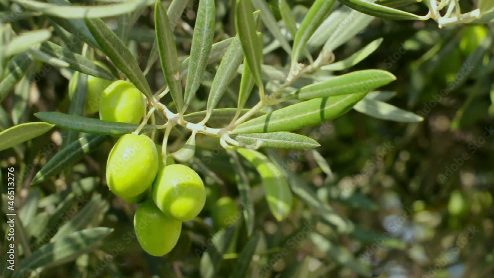 Olives on a branch. Close up green olives on a tree. Olives on a branch. Close up green olives on a tree.