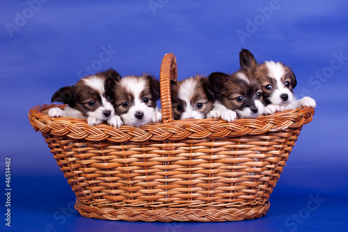 Five Papillon Puppies, (Continental Toy Spaniel) in basket