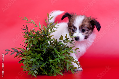 Papillon Puppy (Continental Toy Spaniel), 1 mounth old, on red photo