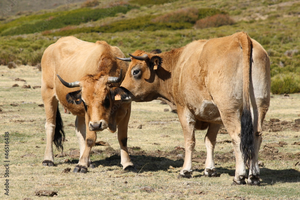 two brown cows grooming two brown cows grooming