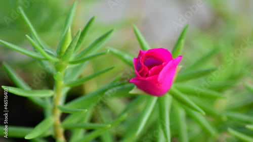 Wallpaper Mural Pink flower blossom timelapse Torontodigital.ca