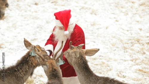 Deer love Santa photo