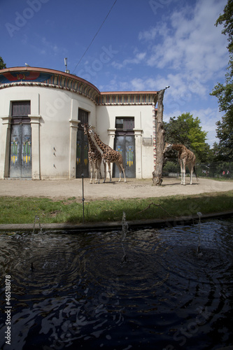 Canvas Print photo of giraffes in captivity