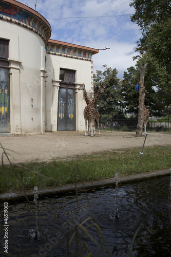 Photography photo of giraffes in captivity