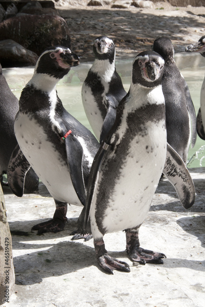 Naklejka premium Pinguins standing together in captivity