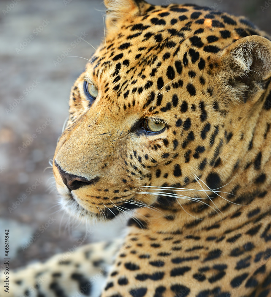 Fototapeta premium Leopard