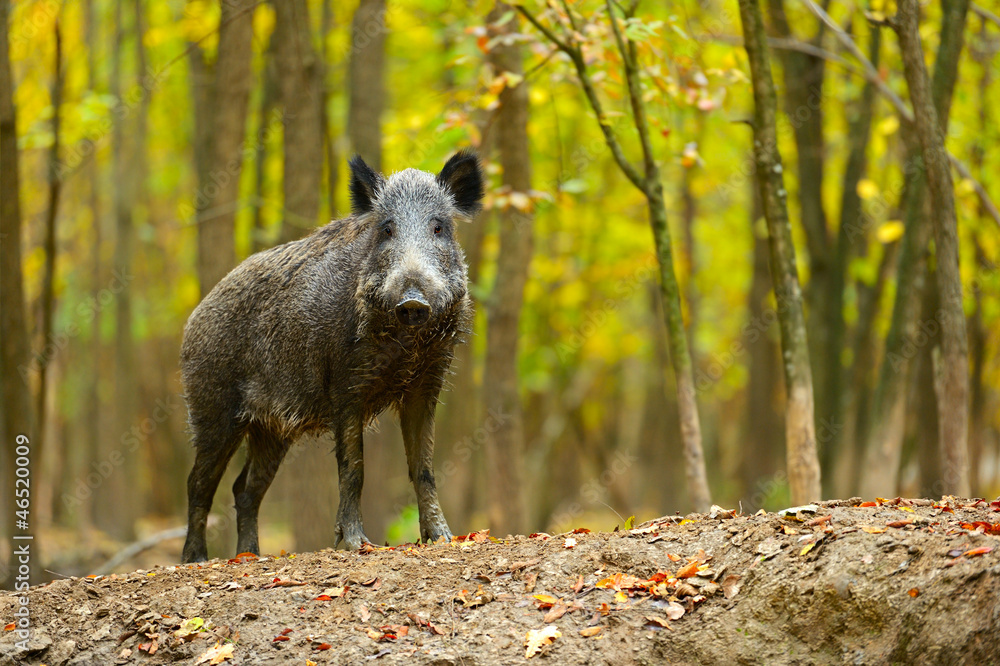 Wild pig
