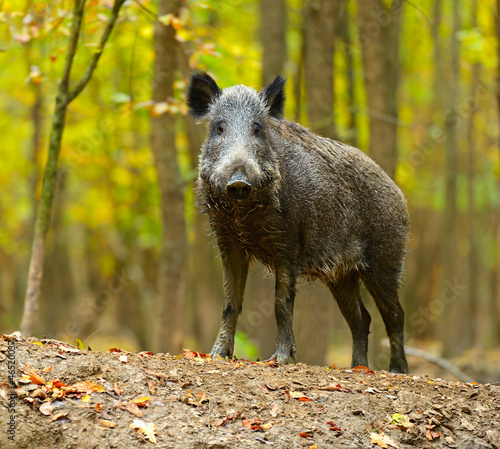 Obraz na płótnie Wild pig w salonie